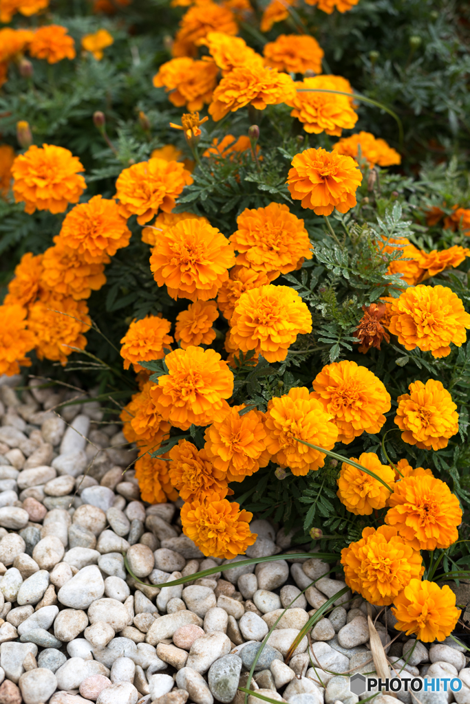 Marigold