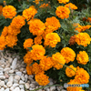 Marigold