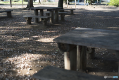 朝の公園2