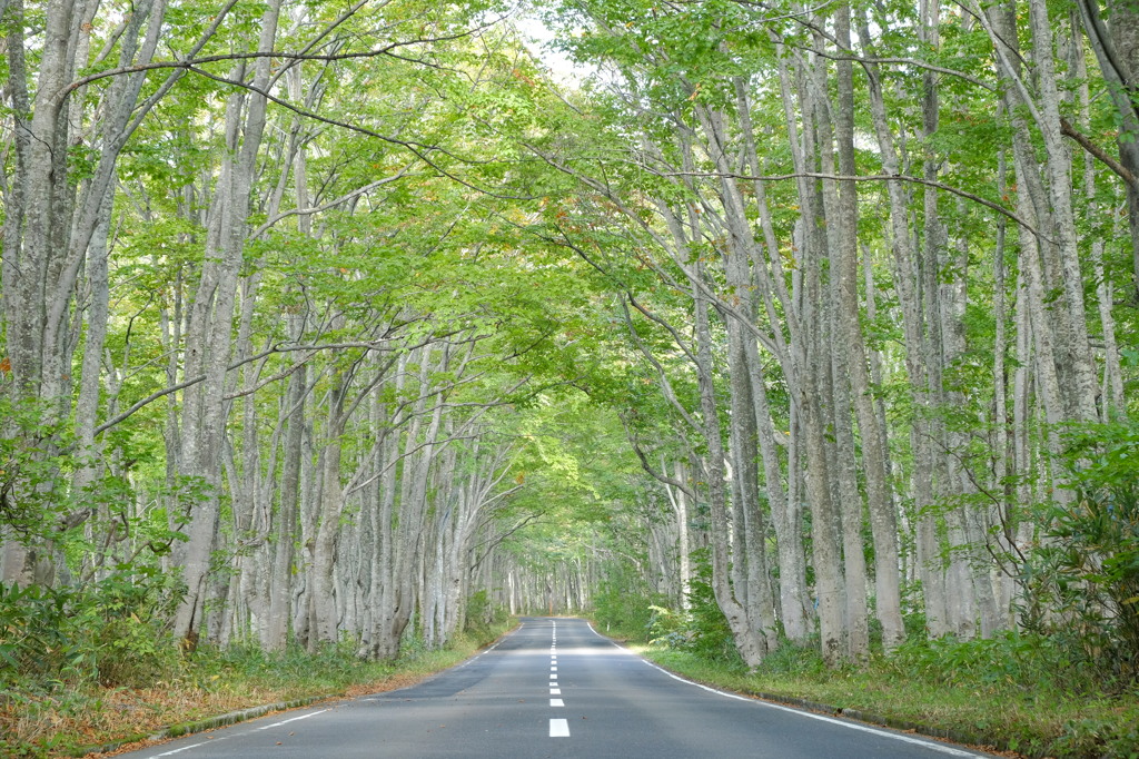 ブナの隧道