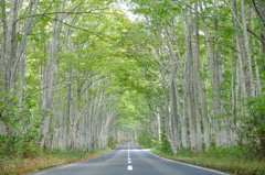 ブナの隧道