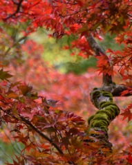 日本の紅葉