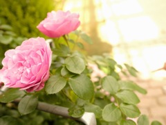 棘のある花