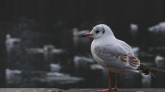 鳥