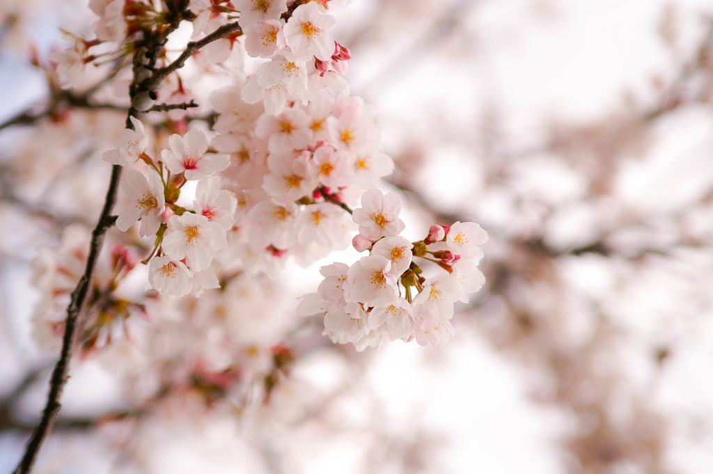 いつかの桜 II
