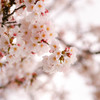 いつかの桜 II