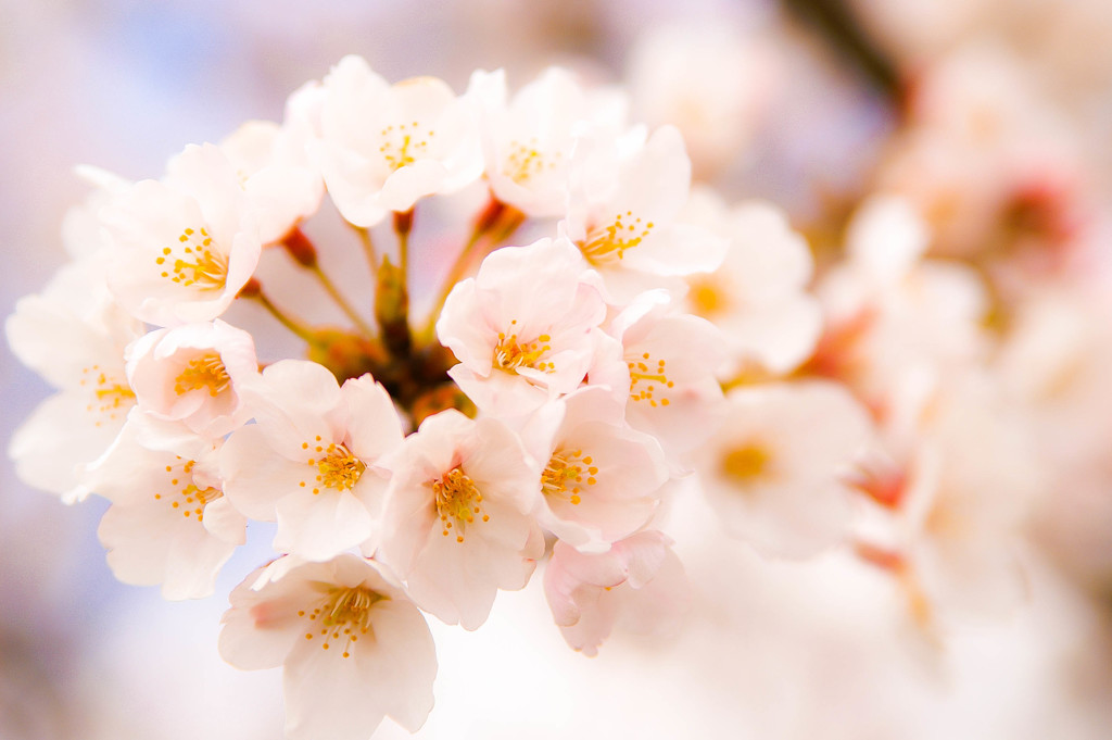 いつかの桜