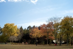 秋の公園
