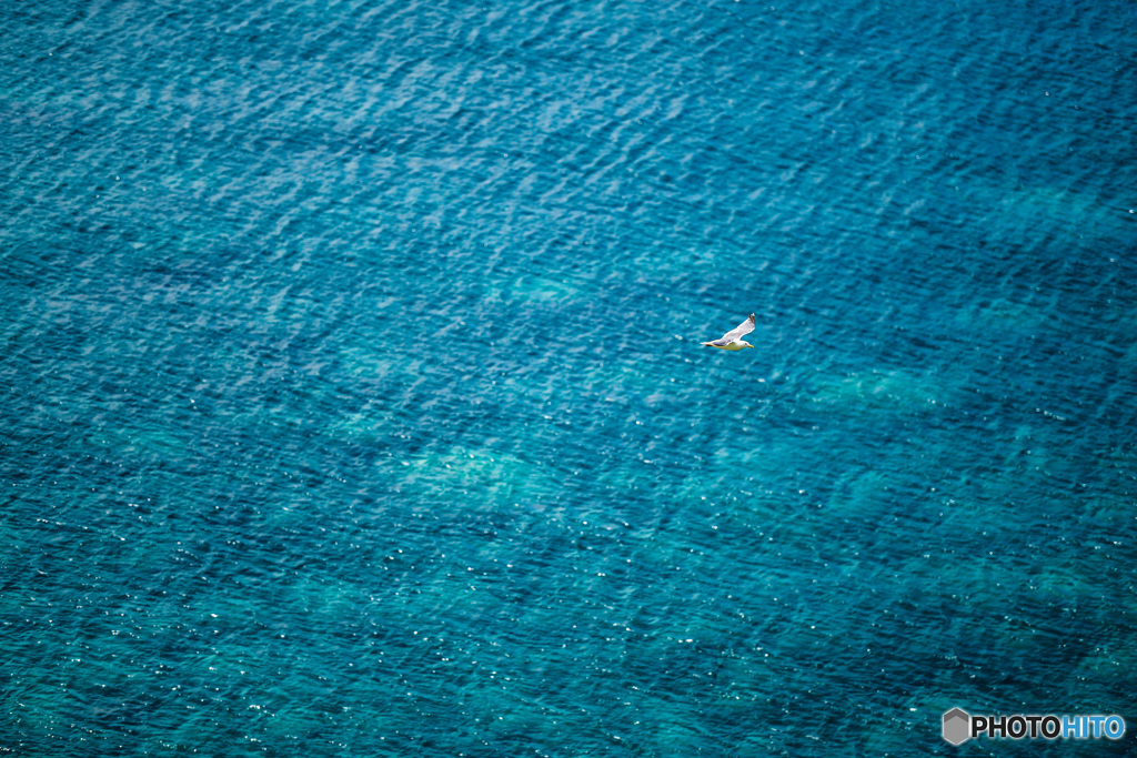 海を舞う