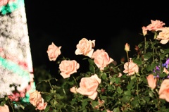 ツリーと薔薇