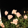 ツリーと薔薇