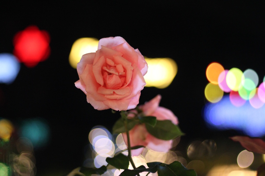 イルミネーションと薔薇