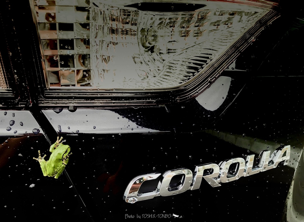 カローラとアマガエル