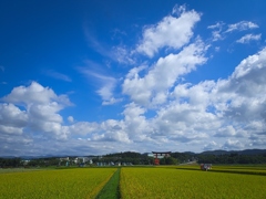 秋の羽黒山の大鳥居