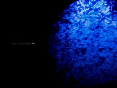 加茂水族館