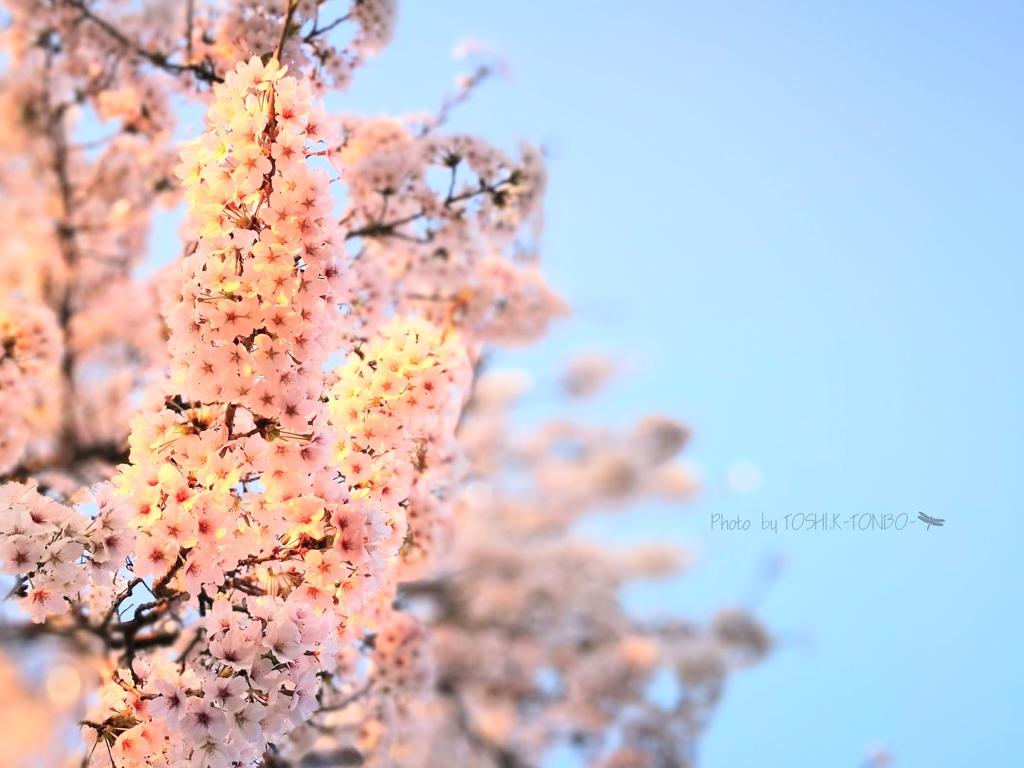 夕日に染まった桜