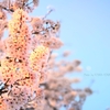 夕日に染まった桜