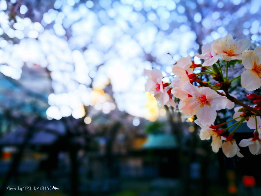 ある夕方とある神社で