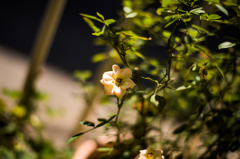 薔薇