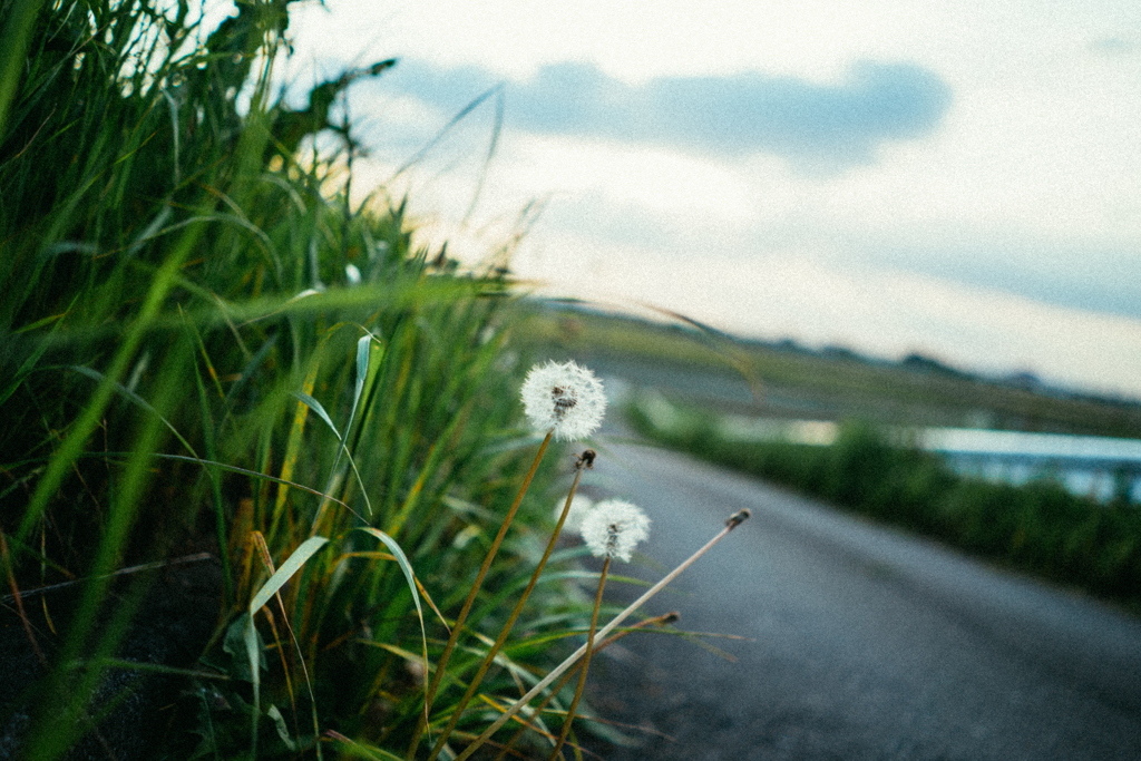 たんぽぽ　フィルム風