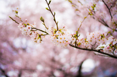 桜！