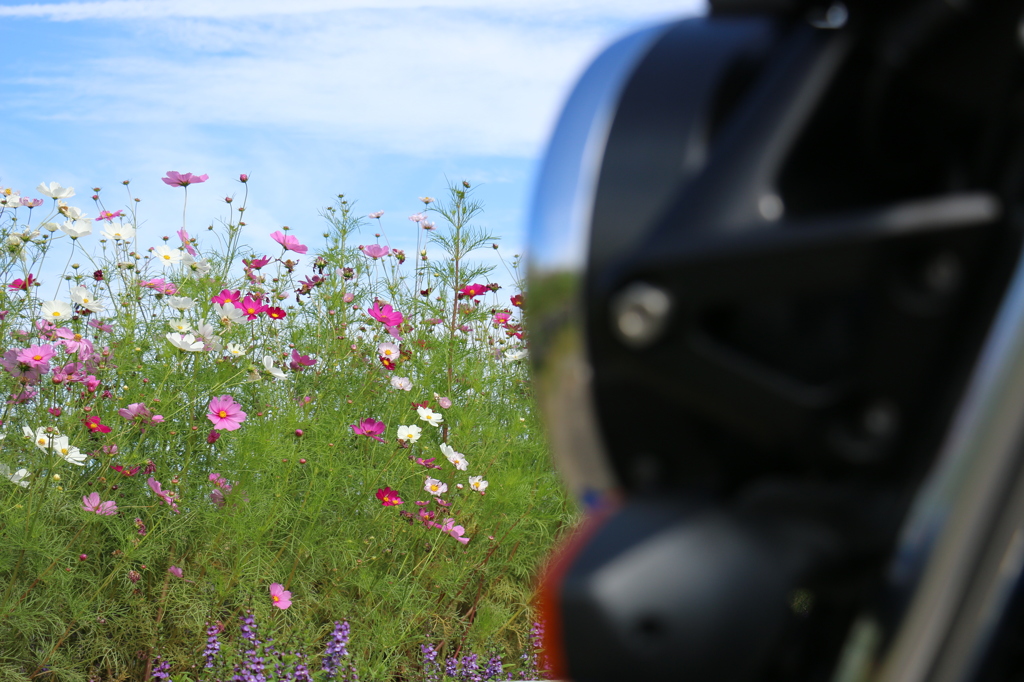 いつもの公園にて