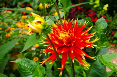 花
