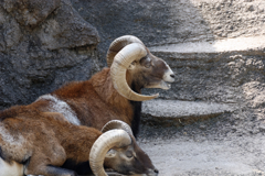 動物園