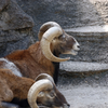 動物園