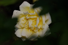 薔薇