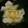 薔薇