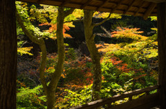 紅葉呼吸