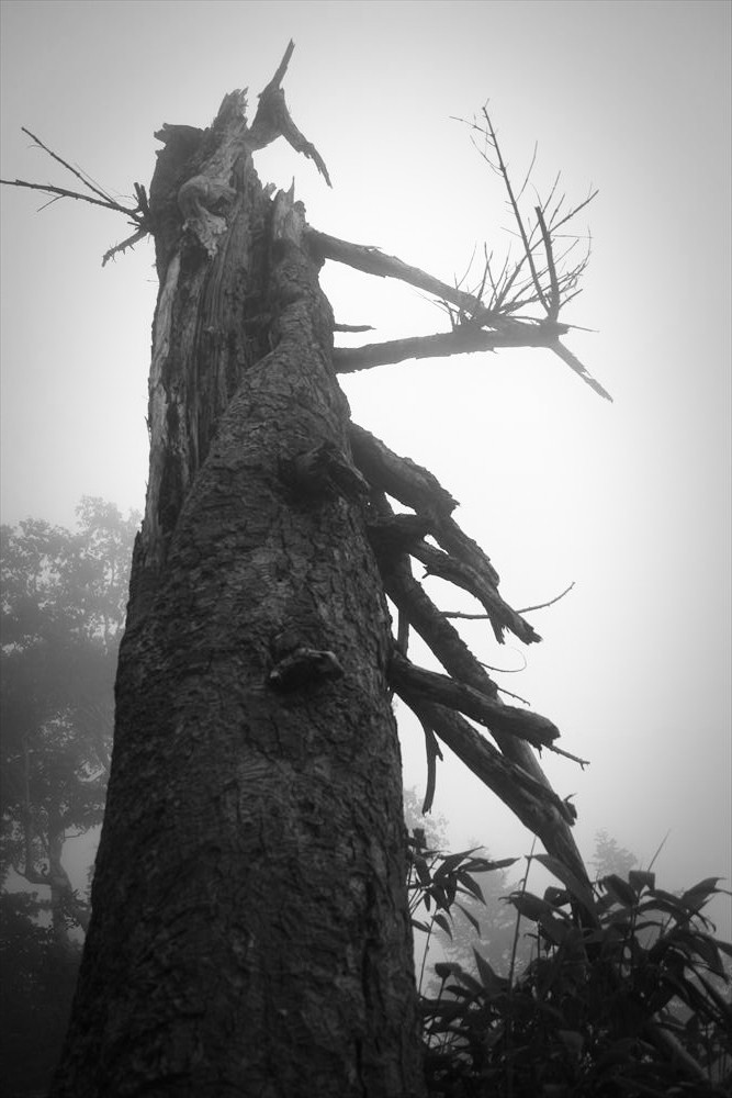 木立