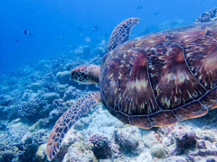 海を舞う者
