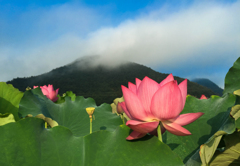 蓮　山