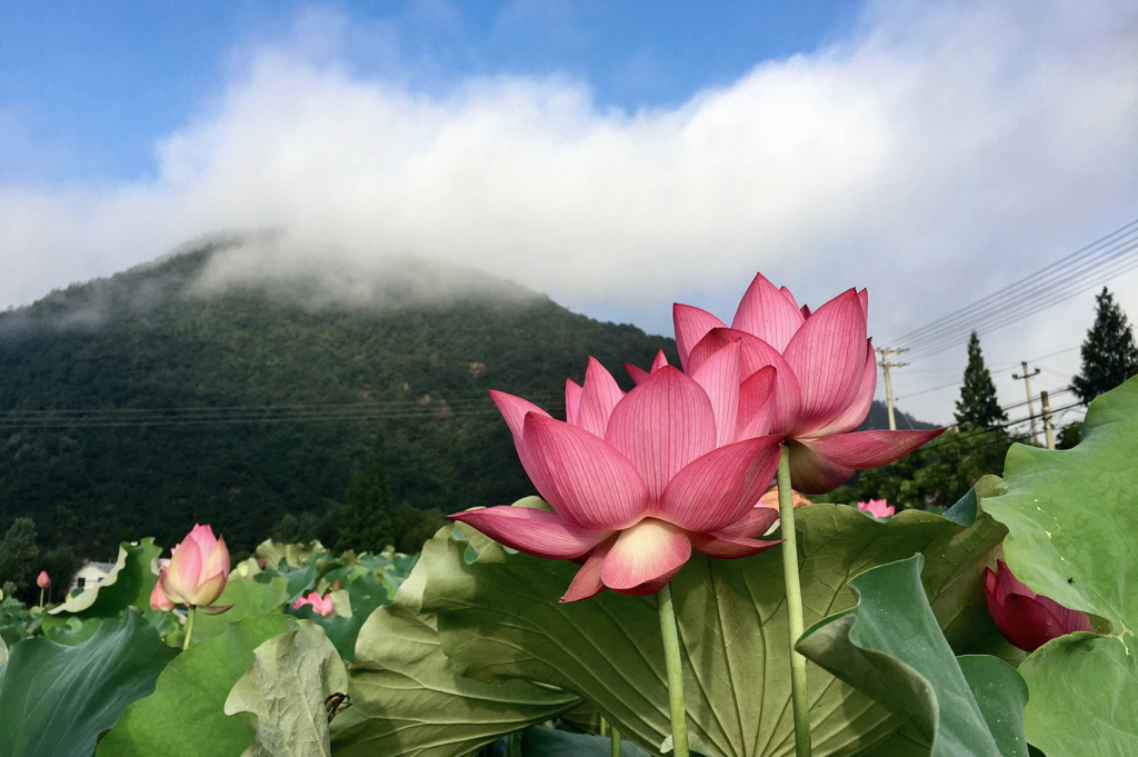 山•青空•蓮の花