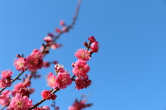 早咲きの紅梅
