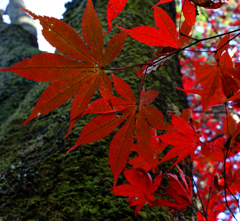 苔と紅葉