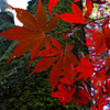 苔と紅葉