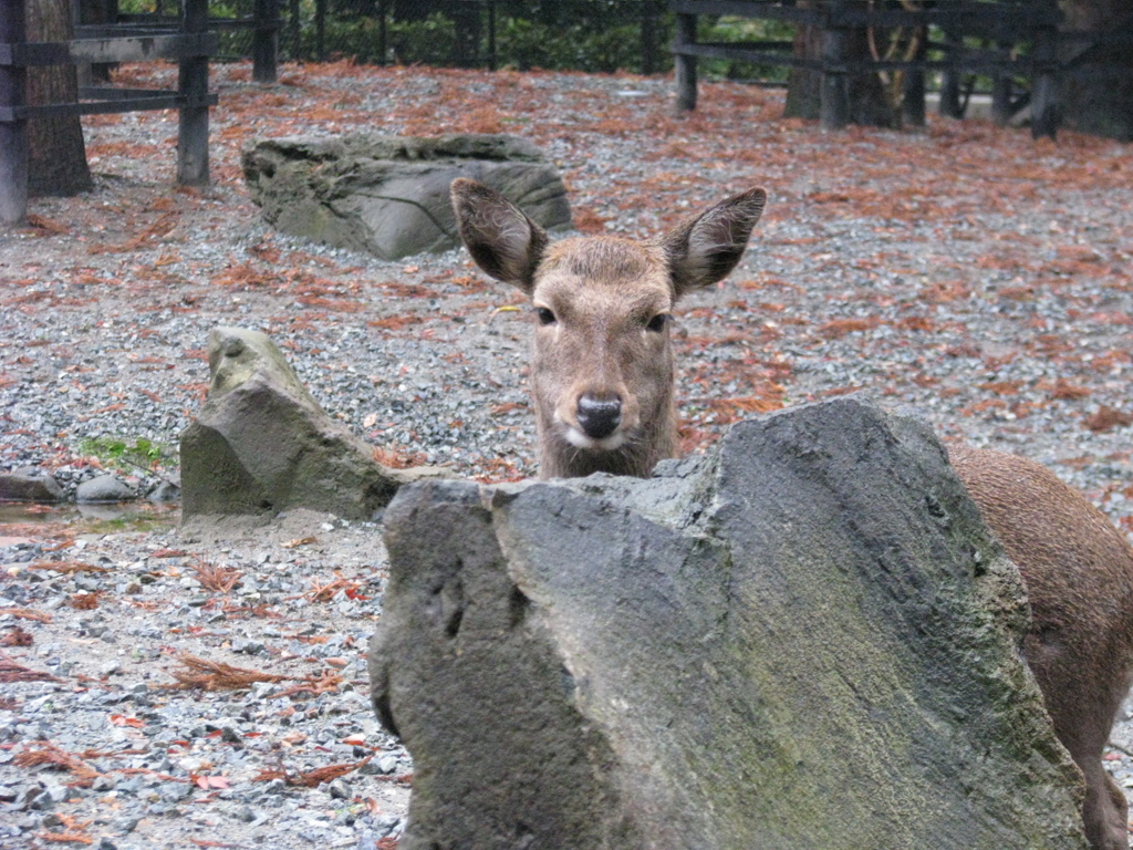 弥彦神社の鹿２