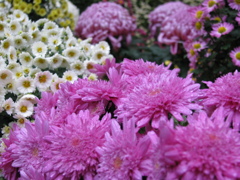 弥彦神社の菊祭り２