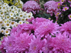 弥彦神社の菊祭り２