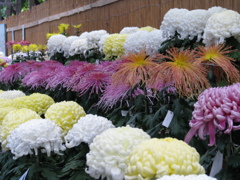 弥彦神社の菊祭り５