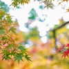 紅の攻防