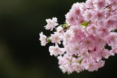 遅咲きの桜