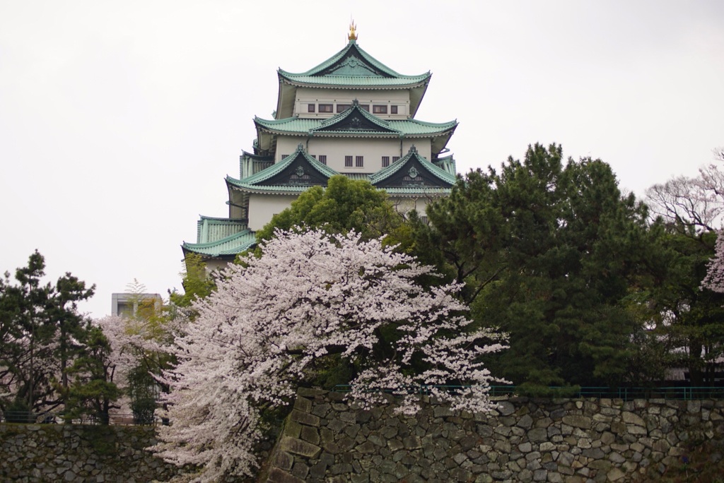 名古屋城と桜