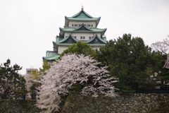 名古屋城と桜