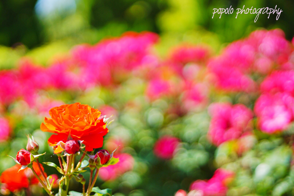 主役を盛り立てるガヤ的薔薇達
