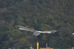 カモメが飛んだ