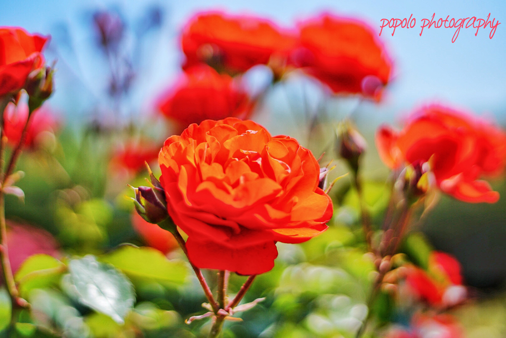 薔薇園にて